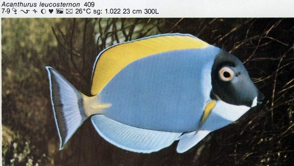 Acanthurus leucosternon